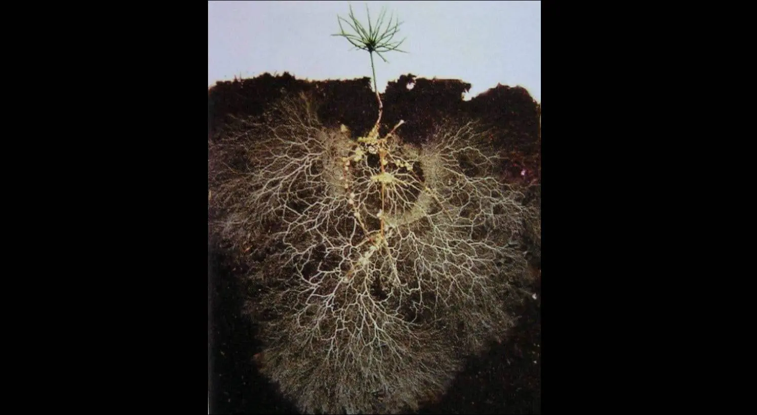 Seedling with extensive root and fungal network
