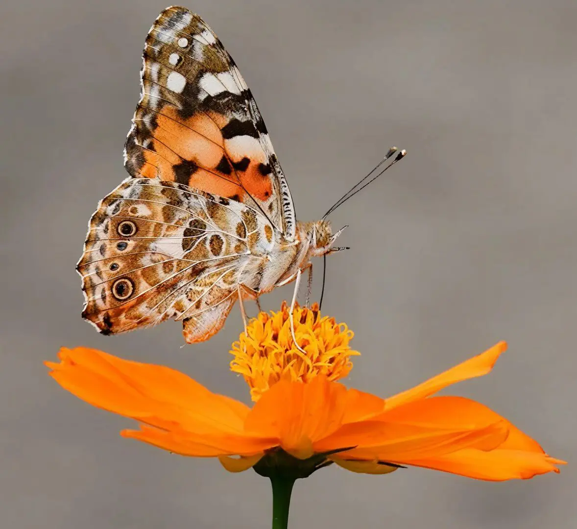 Vibrant butterfly on bright blossom